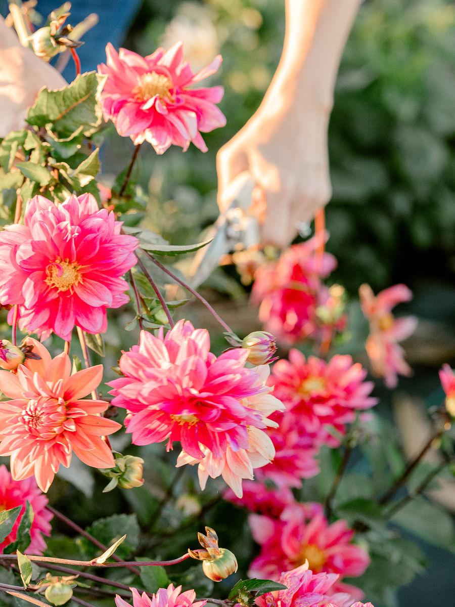 Dahlias being hand-cut in the garden